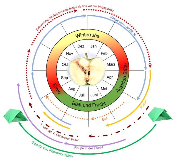 Entwicklungszyklus des Apfelwicklers (© Sautter & Stepper)