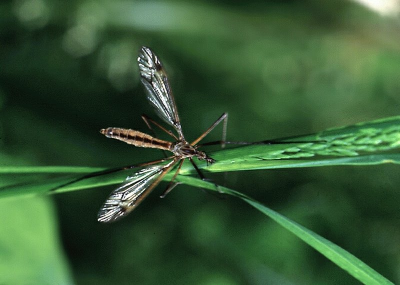 Wiesenschnake Adult (© e-nema)