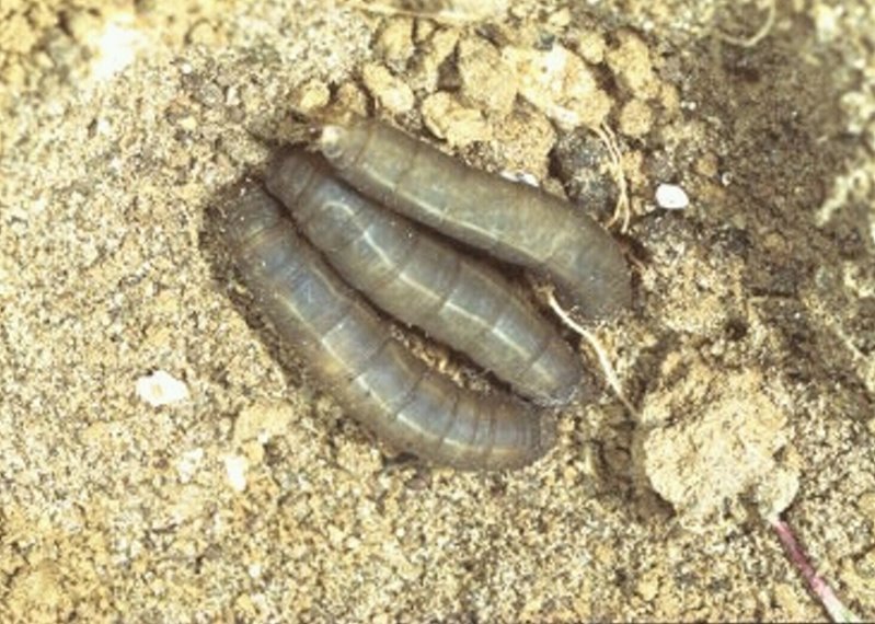 Wiesenschnake Larve (© e-nema)