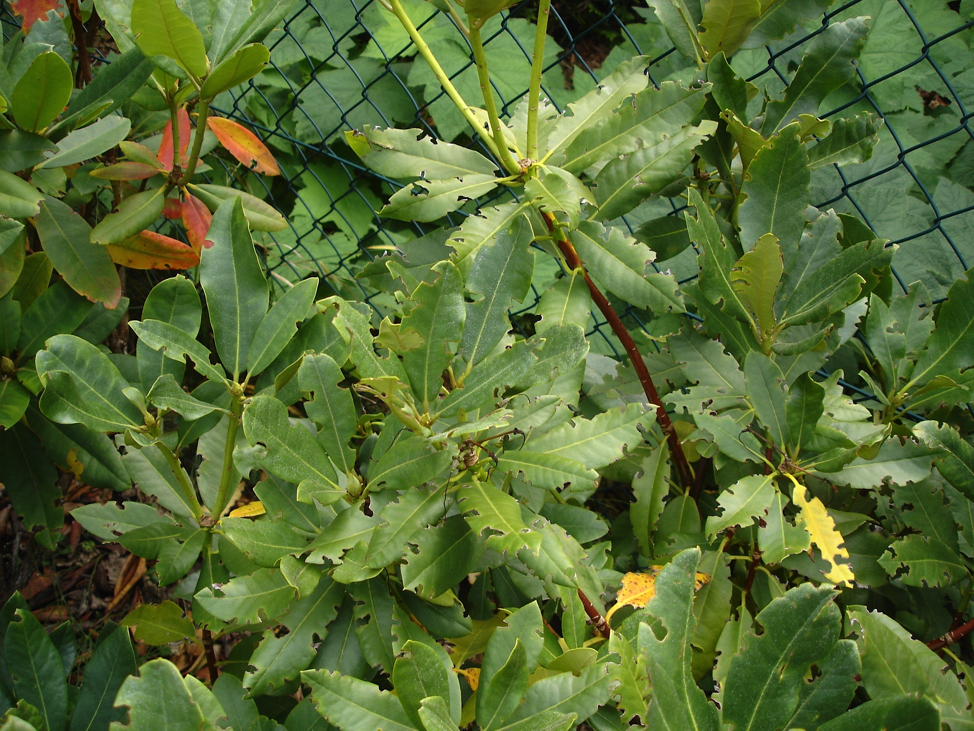 Typischer Buchtenfrass (© S&S)