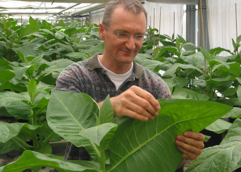 Frank Stepper in Tabak Anzucht (© S&S)