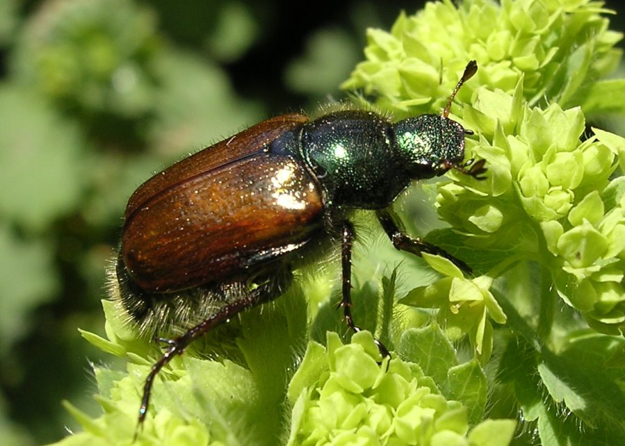 Gartenlaubkäfer Adult (© e-nema)