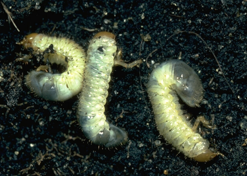 Gartenlaubkäfer Engerling (© e-nema)