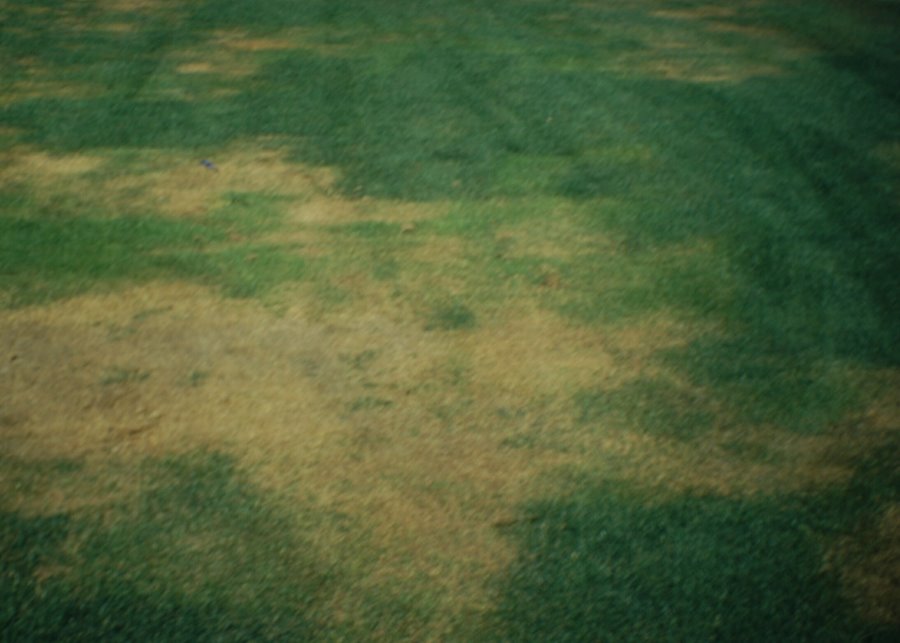 Schadbild Engerlinge in Rasen (© e-nema)