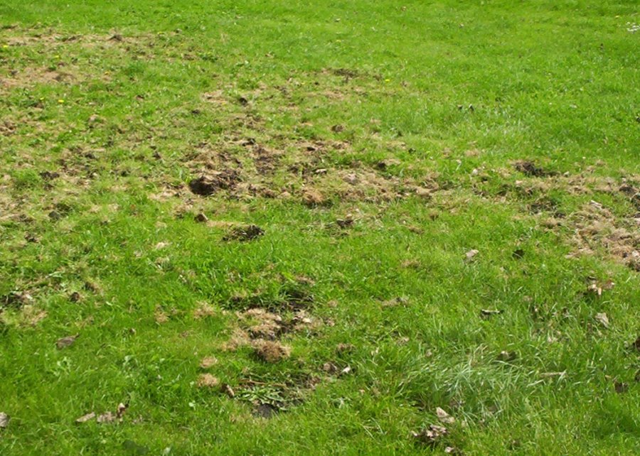 Sekundärschaden in Rasen durch Vögel (© e-nema)