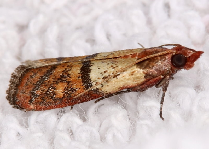 Dörrobstmotte (Plodia interpunctellea) (© shutterstock)