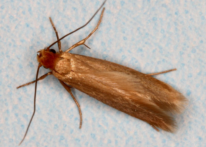 Textilmotte Adult (© shutterstock)