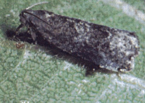 Pflaumenwickler Adult (© AMW)