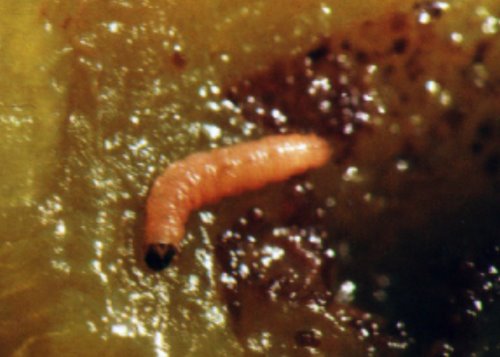 Pflaumenwickler Larve (© AMW)