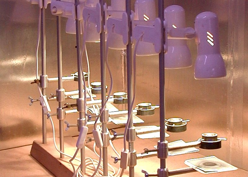 Qualitätskontrolle der Raubmilben (© S&S)