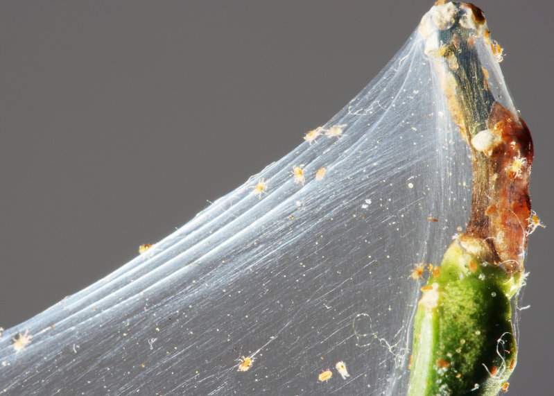 Gespinst an Pflanzentrieb (© Shutterstock)