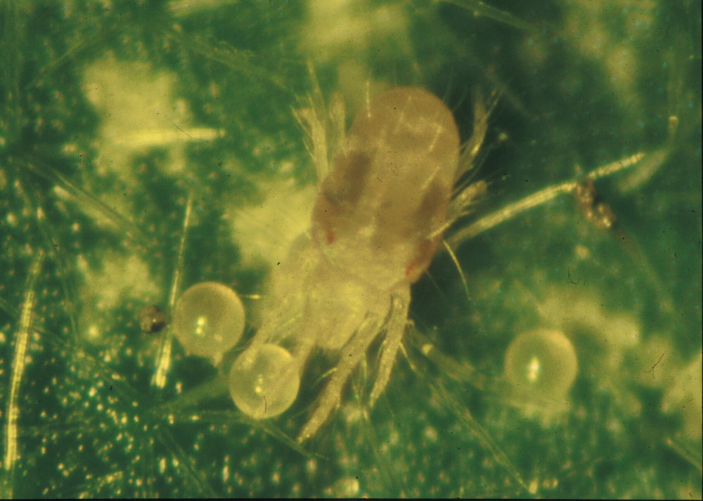 Spinnmilbe mit Eiern (© FH Weihenstephan)