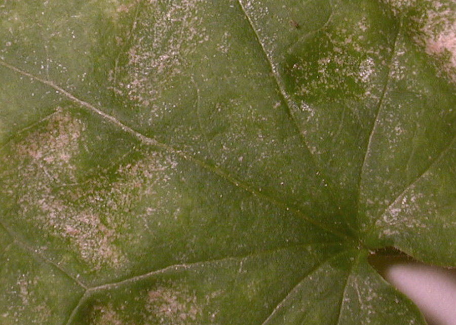 Thrips Schadbild auf Blatt