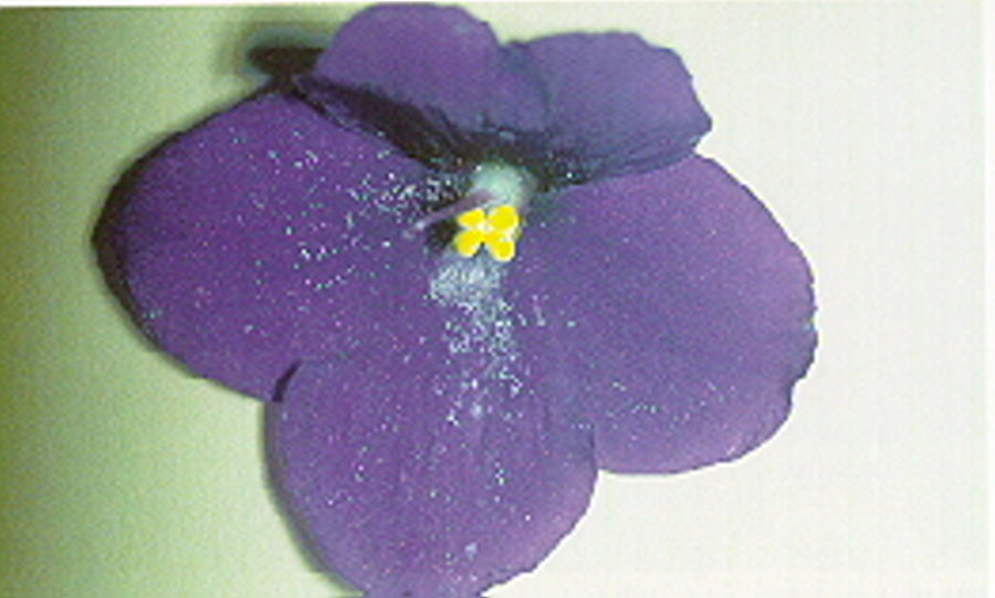 Thrips Schadbild bei Usambara