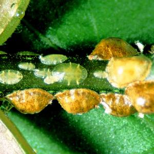 Halbkugelige Napschildlaus Saisettia coffea