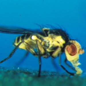 Minierfliege Adult (© Schrameyer)