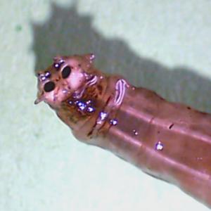 Wiesenschnake - Analspalt mit 