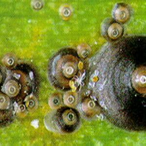 Rote Floridaschildlaus Chrysomphalus aonidum