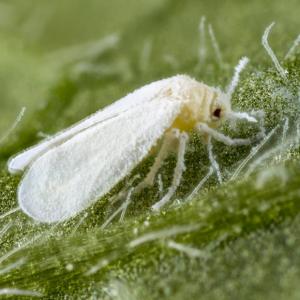 Trialeurodes voporariorum (© Daniel Boom)