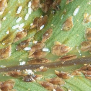 Farnschildlaus Pinnaspis aspidistrae