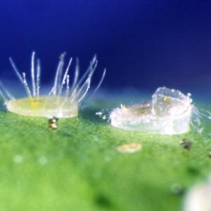 Trialeurodes Puparium sowie Puparium mit Schlupfloch (© Schrameyer)