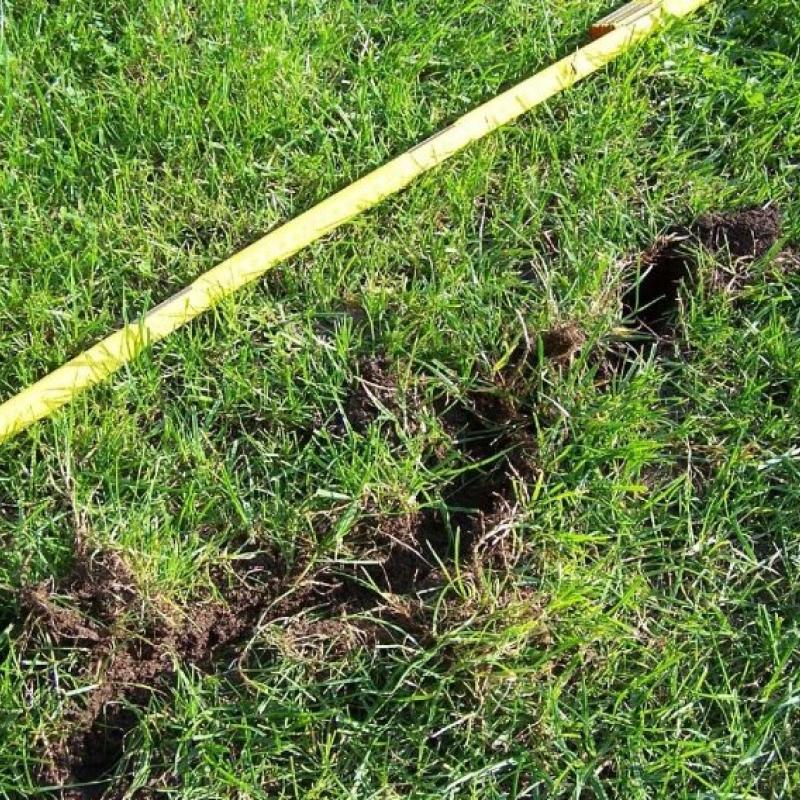 Schadbild Maulwurfsgrille (© e-nema)