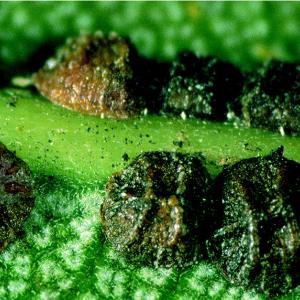 Schwarze Napfschildlaus Saisettia olea