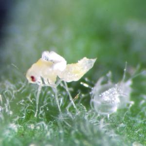 Trialeurodes, frisch geschlüpft (© Schrameyer)