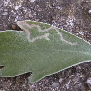 Schadbild mit Miniergang (© S&S)