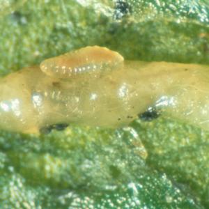 Larve der Minierfliege mit Nützlingslarve (© Schrameyer)