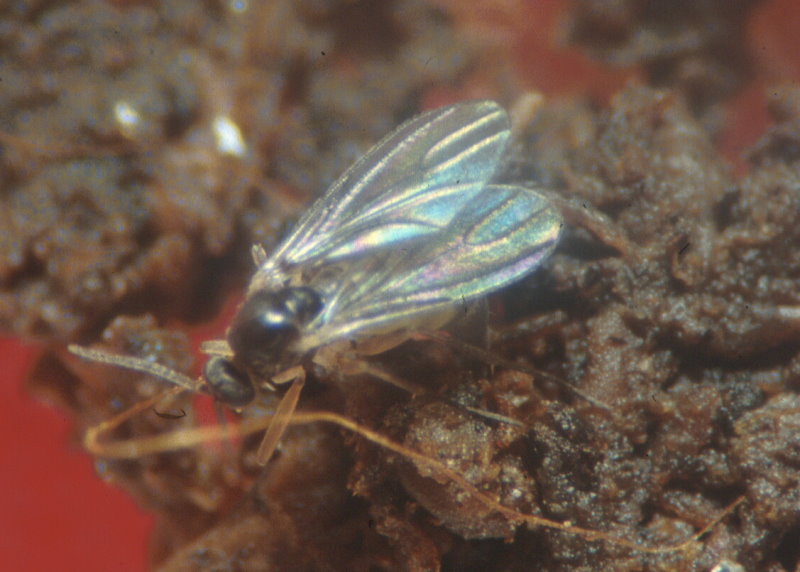 Trauermücke Adult (© LTZ Augustenberg)