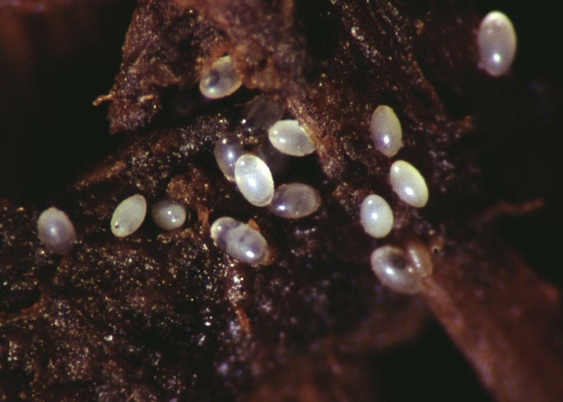 Trauermücke Eier (© LTZ Augustenberg)