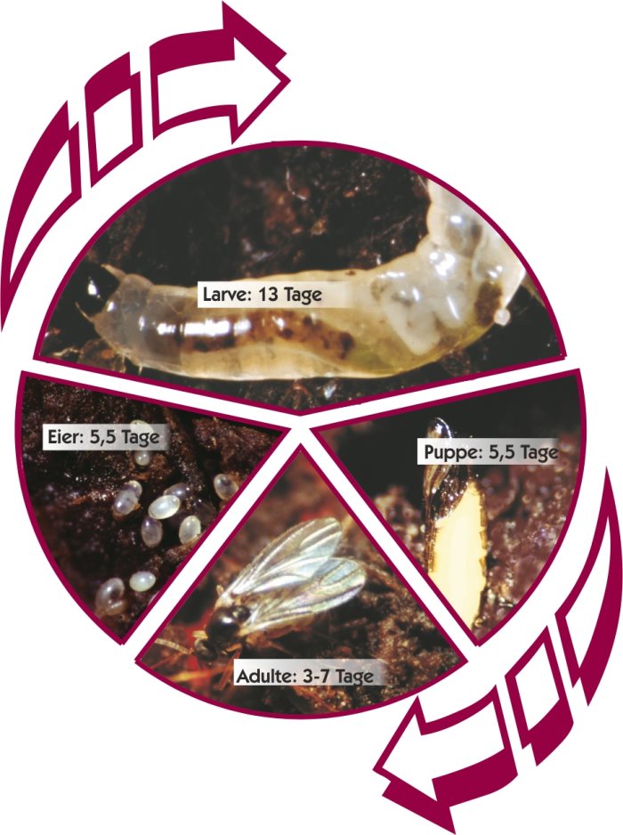 Entwicklungszyklus der Trauermücke (© S&S)