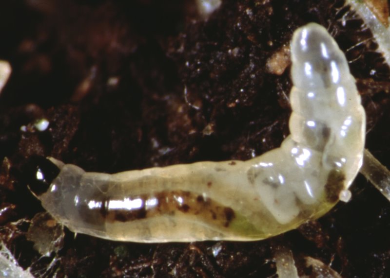 Trauermücke Larve (© LTZ Augustenberg)