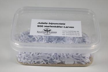 Adalia bipunctata 200 Larven 