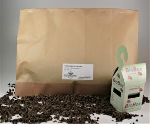 Florfliegenlarven-Larven auf BW 1.000Stck. + 15 BioBoxen 