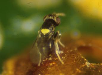 Coccophagus spp 25 Stück. 