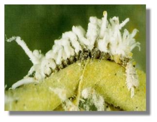 Australische Marienkäfer-Larven  25 Stück (Cryptolaemus) 