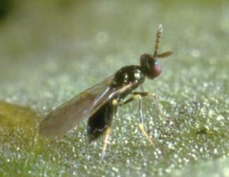 Diglyphus 250 Stück für 250 m² 