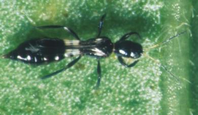 Exochomus quad. Larven 50 Stck. 