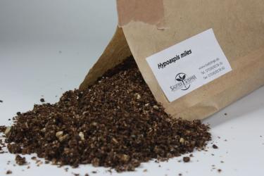 Hypoaspis miles 12.500 Stck. 