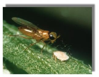 Leptomastix dactylopii 25 Stück 