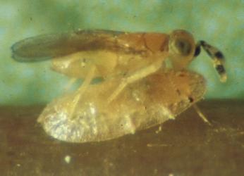 Metaphycus flavus 25 Stück 