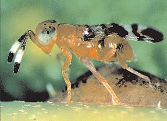 Microterys flavus 100 Stück 