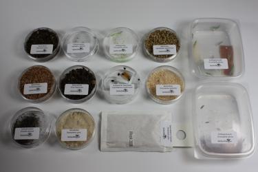 Lebendmuster von Nützlingen 