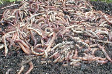 Kompostwürmer 0.5 kg #SEPERATE LIEFERUNG!# 