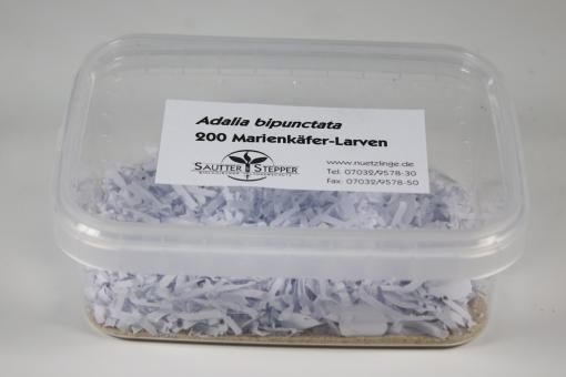 Adalia bipunctata 200 Larven 