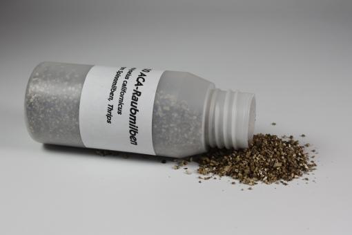 Amblyseius californicus 1.000 Stück 