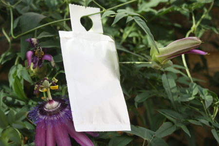 Amblyseiustütchen gegen Thrips 15 Stück 