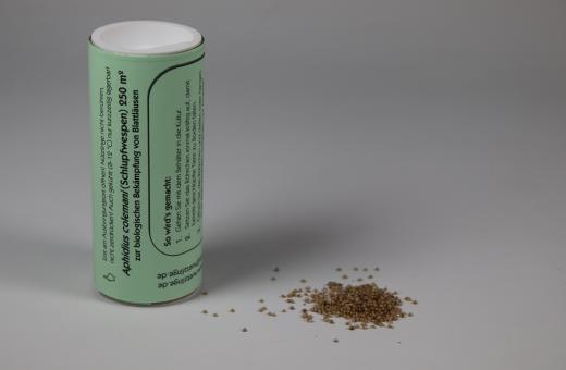 Aphidius colemani 500 Stck. 